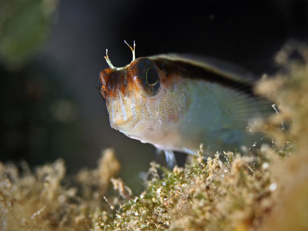 Estos peces están evolucionando para sobrevivir en la tierra y escapar de sus depredadores