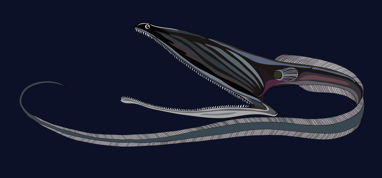 Un pez pelícano es captado por primera vez abriendo su impactante boca y es emocionante 