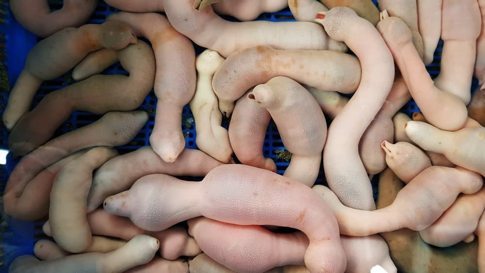 Conoce al «pez pene»: una peculiar criatura marina que es una delicia en Oriente (¿lo comerías?)