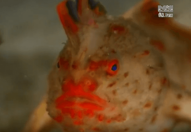 Conoce al curioso pez rojo que en lugar de nadar, ¡camina!