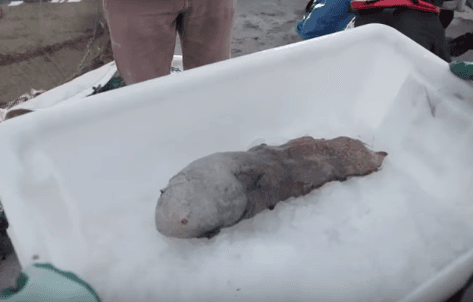 Conoce al sorprendente «pez sin rostro», uno de los animales marinos más curiosos