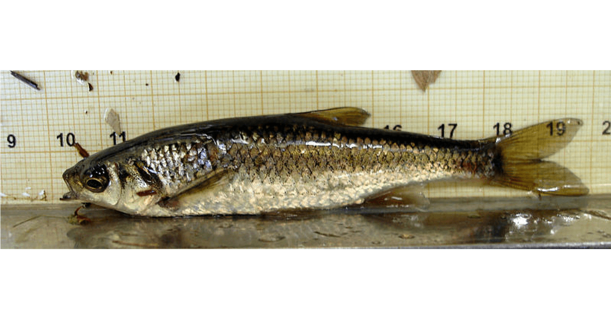 Este increíble pez es capaz de clonarse a sí mismo y podría ser el futuro de la ciencia