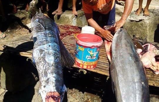 Pescadores capturan supuesto pez extraterrestre con curiosos tatuajes y tienes que verlo