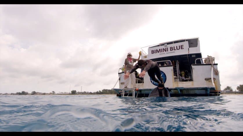 Phelps compitió contra un tiburón blanco: ¿quién crees que ganó?