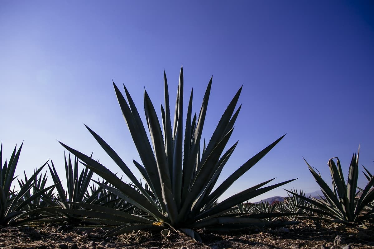 ¿Te gusta el mezcal? Estos son los 5 datos curiosos que debes conocer sobre esta bebida