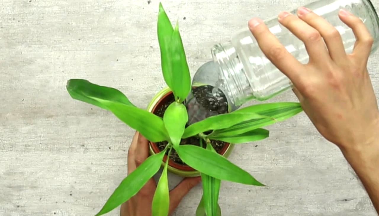 Las plantas que tienes en tu casa no ayudan a purificar el aire (lamentamos romper tu corazón)