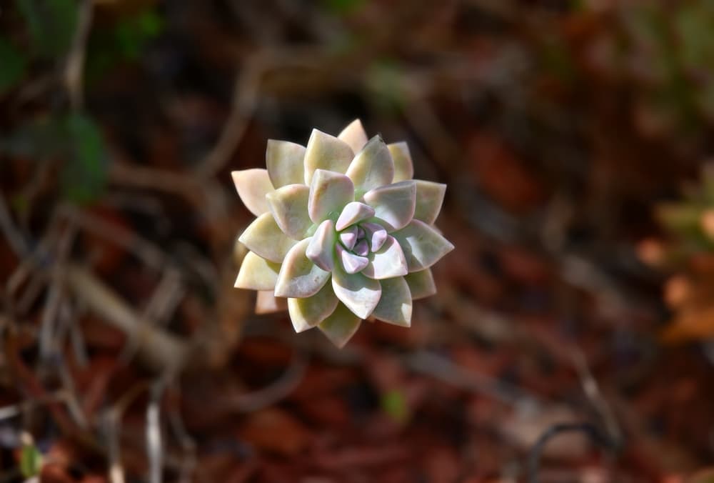 Hallazgo científico señala que las plantas también tienen cerebro