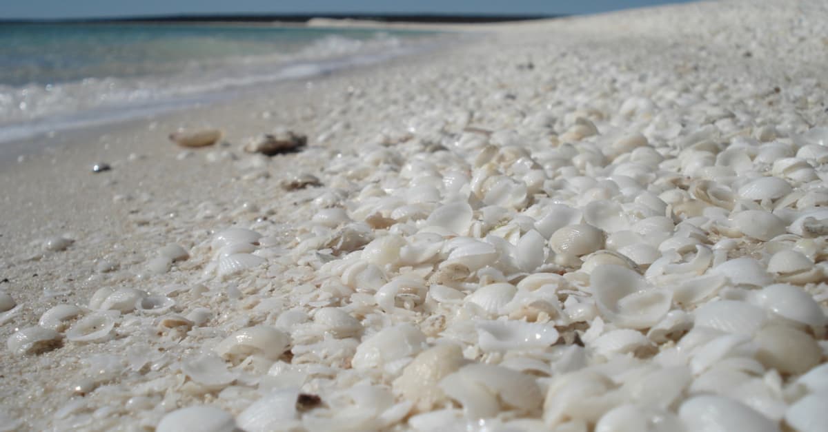 Curioso fenómeno convirtió playa australiana en el hogar de millones de caracolas