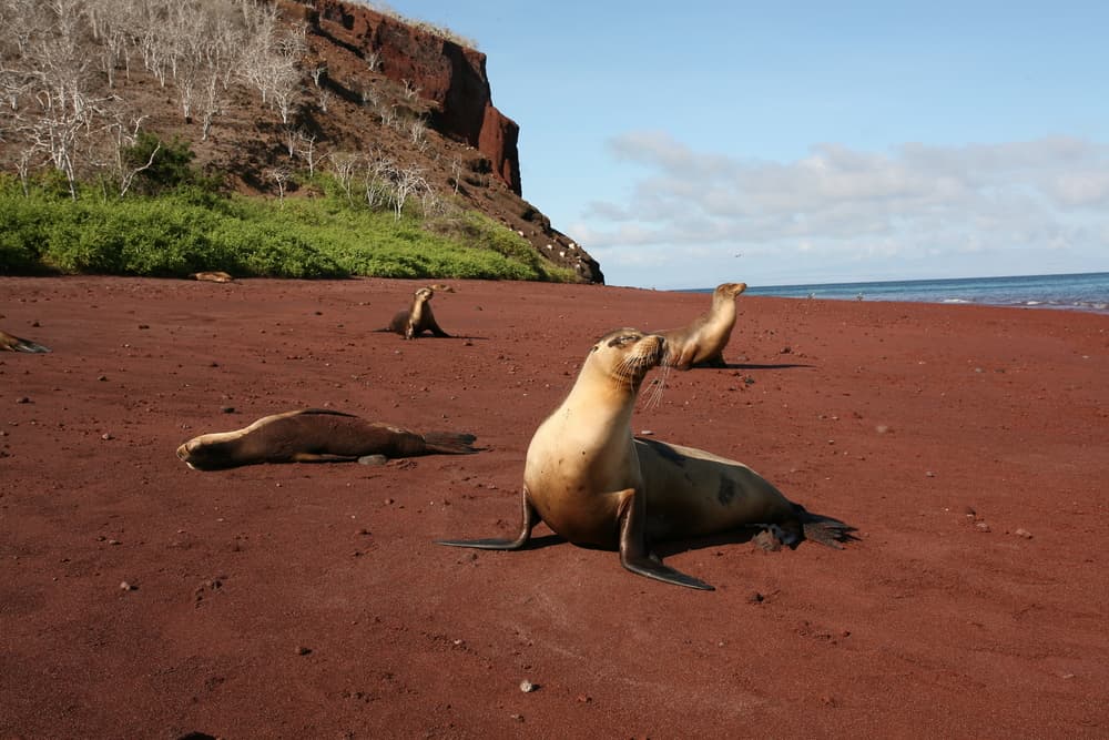 Estas playas lograrán sorprenderte con sus asombrosos y peculiares rasgos