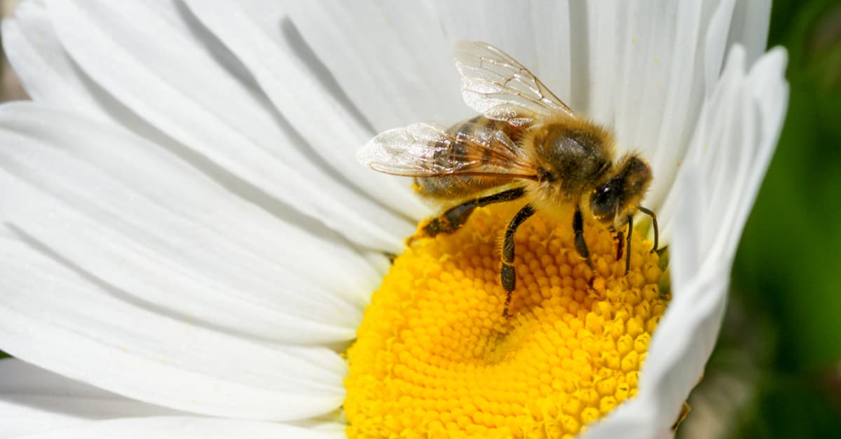Chris Hemsworth tiene un nuevo y heroico pasatiempo: hasta Thor se sorprendería