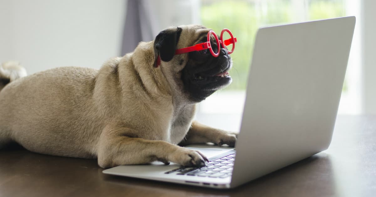 Las mascotas de estas celebridades tienen su propio Instagram ¡Y tienen más seguidores que tú!