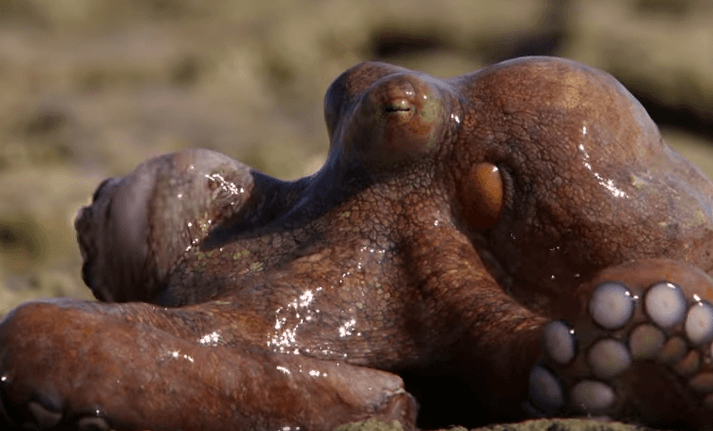 Este increíble pulpo no solo es capaz de caminar en la tierra, es la evolución frente a tus ojos