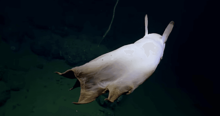 Se parece a Dumbo pero vive en el océano ¡y es digno de una película de Disney!