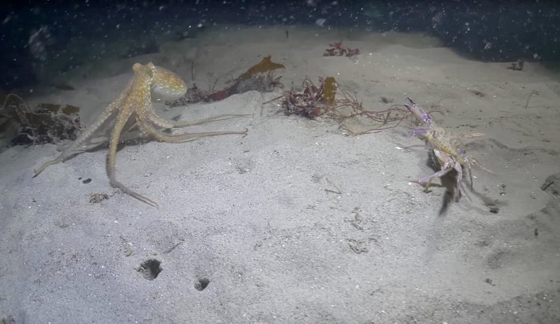Este enfrentamiento entre un pulpo y un cangrejo toma un giro inesperado y tienes que verlo