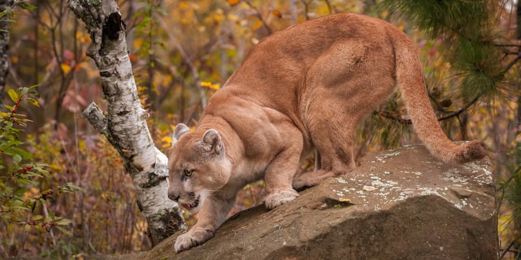 Los animales podrían estar cambiando su forma de cazar por miedo a los seres humanos