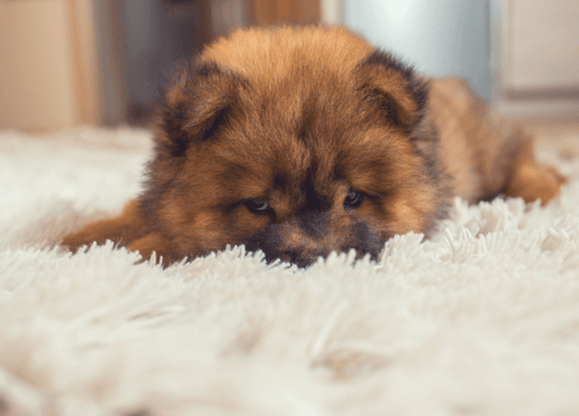 5 tips para sacar mejores fotos de tu perro