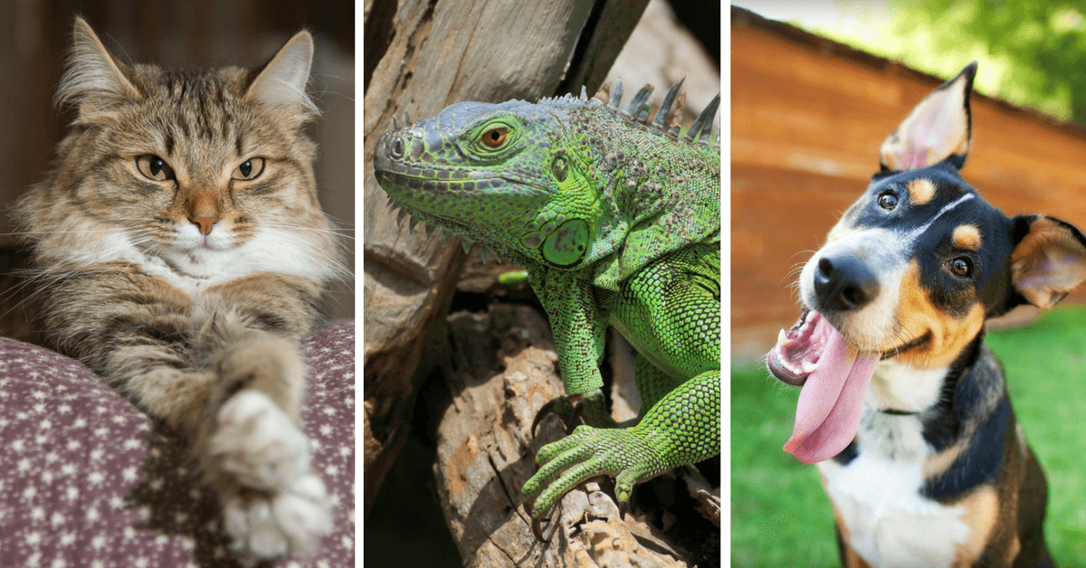 QUIZ: ¿Qué tanto sabes sobre mascotas?