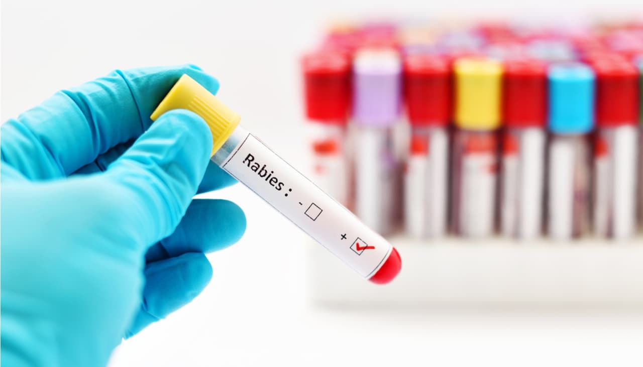  Alertan por caso de rabia en el condado Bexar: confirman 15 animales infectados en 2025