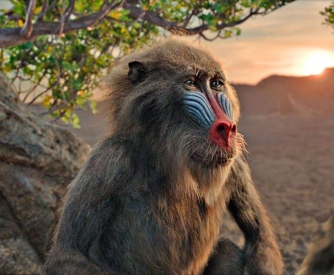 Los nuevos pósters del live action del Rey León son todo lo que soñamos en nuestra infancia