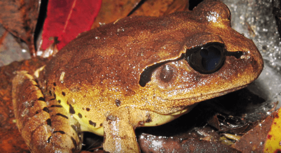 Esta rana extinta tenía una curiosa y asquerosa forma de parir a sus crías