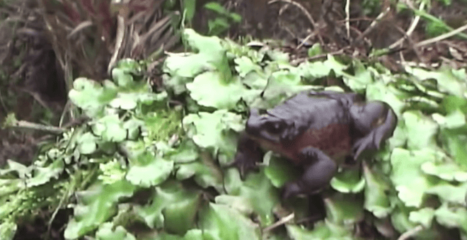 Esta rana encontrada por un niño en Ecuador podría revivir a una especie completa