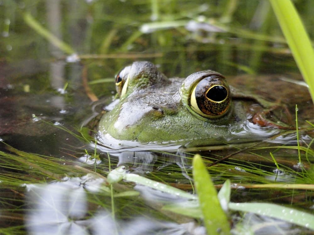 ¿La contaminación podría ser la responsable de la muerte de 10 mil ranas en Perú?
