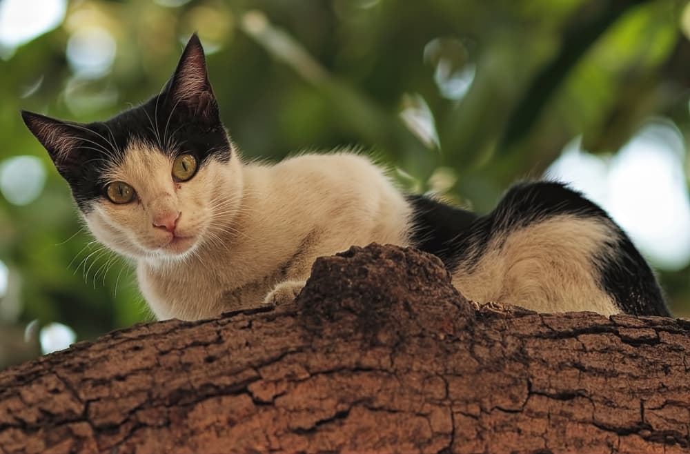 7 curiosas supersticiones relacionadas con los gatos (¡para morirse de risa!)