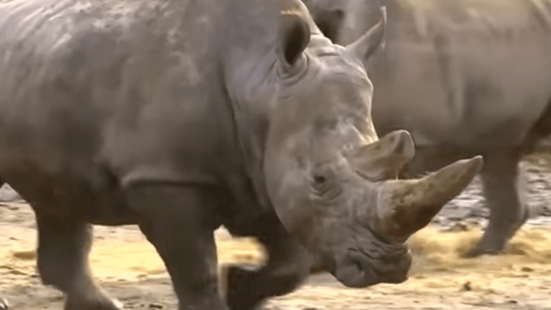 Cazadores furtivos matan a un rinoceronte en pleno zoológico de Francia