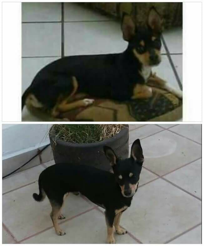 Lo que esta niña hizo por su perrito perdido te derretirá el corazón