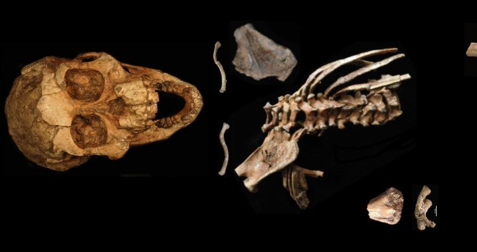 Selam: el fósil de 3,3 millones de años que podría revelar el origen de la columna vertebral humana