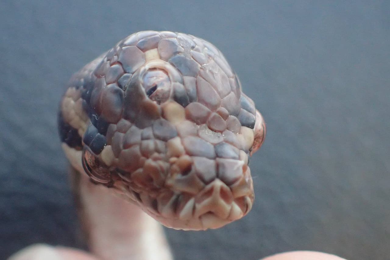 Una serpiente mutante de tres ojos fue hallada en Australia: ¡mira las imágenes! (si te atreves)