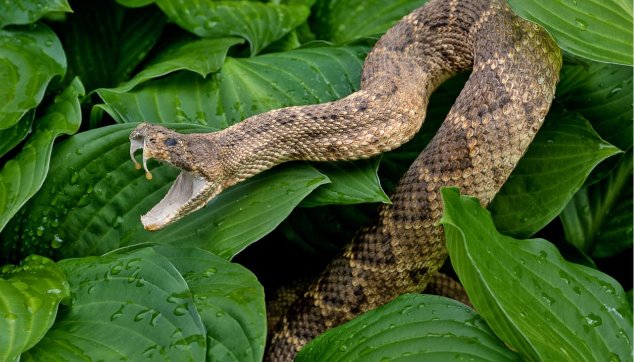 De acuerdo con el Servicio Forestal, las
<a href="https://www.univision.com/local/sacramento-kuvs/serpientes-mas-venenosas-en-california-fotos">serpientes de cascabel</a> generalmente no son agresivas y evitan a los humanos, aún así, alrededor de
<b> 8,000 personas son mordidas</b> por serpientes venenosas en los Estados Unidos cada año.