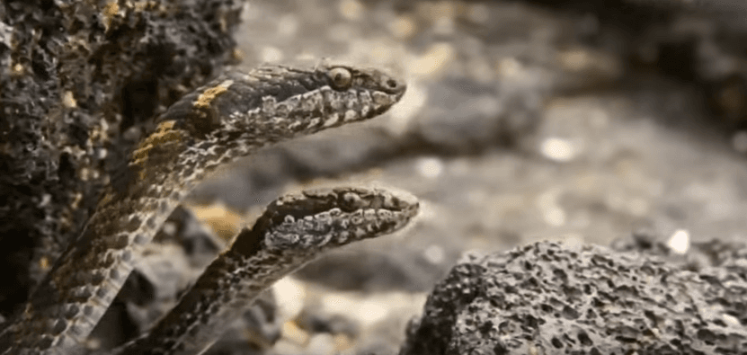 Este video de una iguana escapando en un campo minado de serpientes es lo más increíble que verás hoy