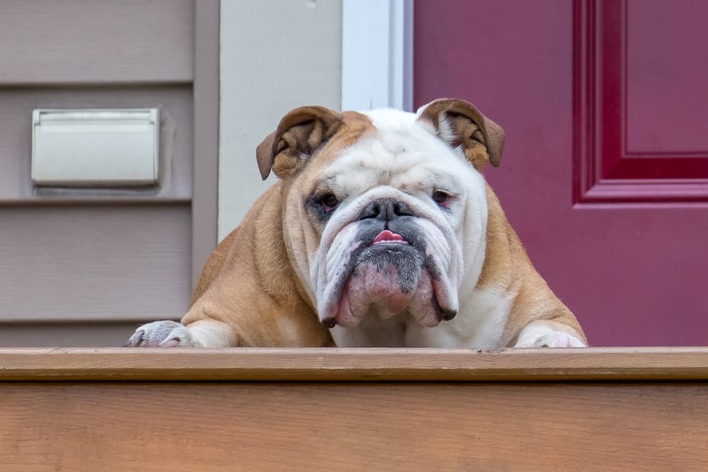 Así se ven los perritos de las caricaturas en la vida real