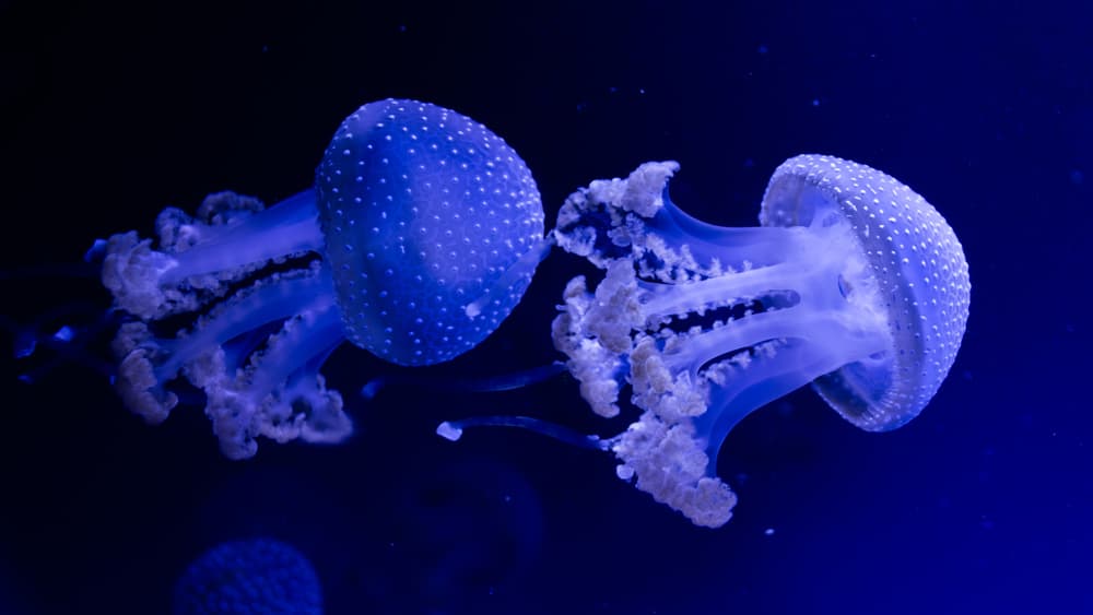  Medusa gigante nos hace recordar que los monstruos marinos ¡Existen!