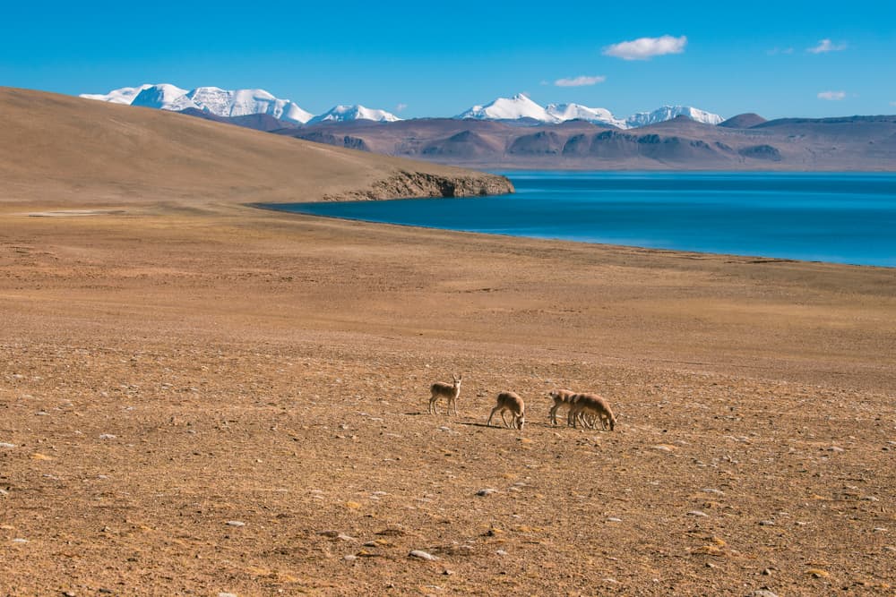 Se cazan 4 antílopes tibetanos para hacer UNA sola bufanda de 20 mil dólares: conoce esta rara especie