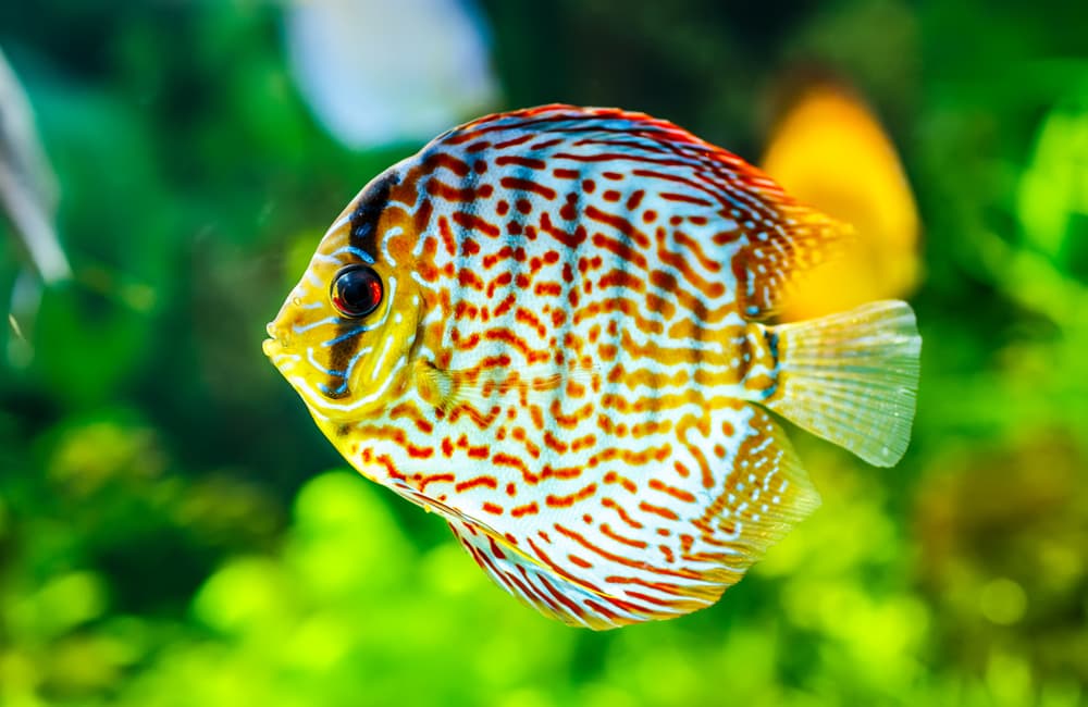 6 animales que producen leche y no sabías (uno de ellos tiene antenas)