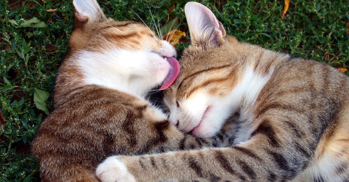 ¿Quieres adoptar un gato? 8 razones científicas para compartir tu vida con un felino