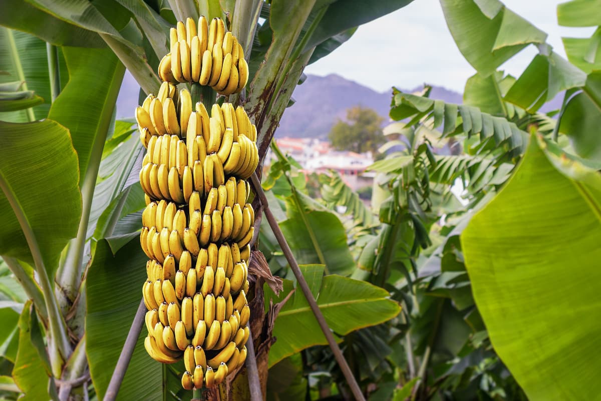 ¿Cuál es la diferencia entre banana y plátano?