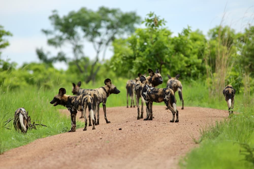 Democracia feroz: los perros salvajes votan con estornudos