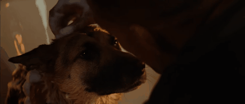 Entre risas y lágrimas, 9 perros del cine que nunca olvidaremos