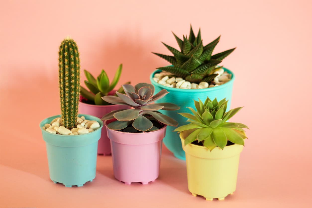 Plantas de interior lindas y pequeñas, ideales para llenar de buena vibra tu departamento 