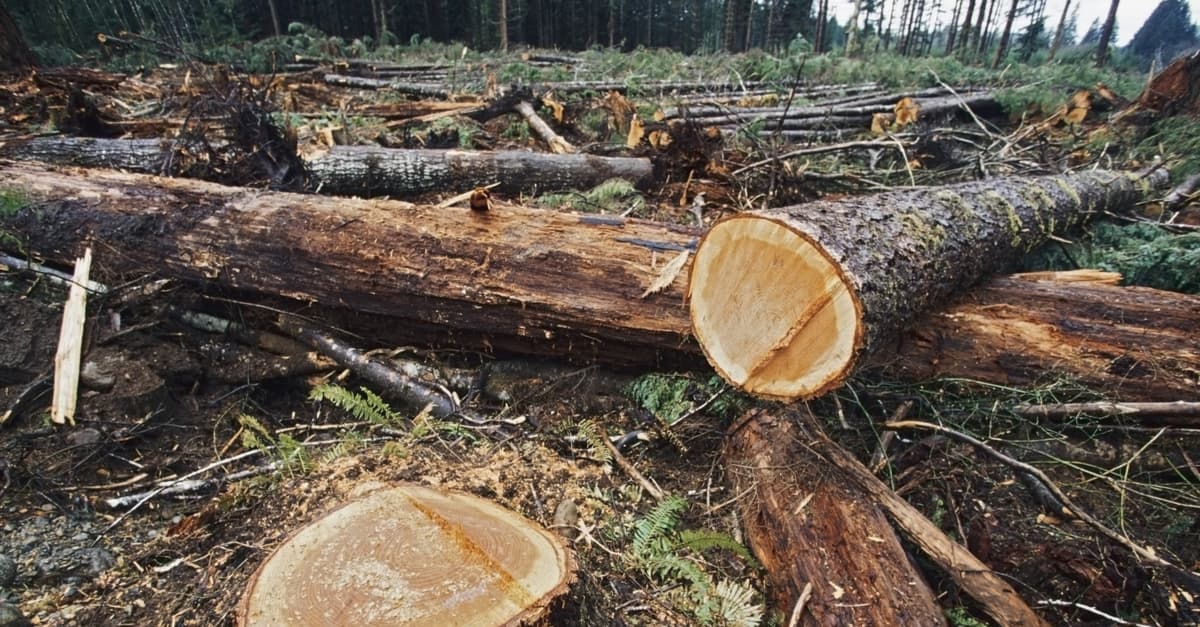 Murió el último rinoceronte de Sumatra: 8 especies a punto de extinguirse y tú ni enterado