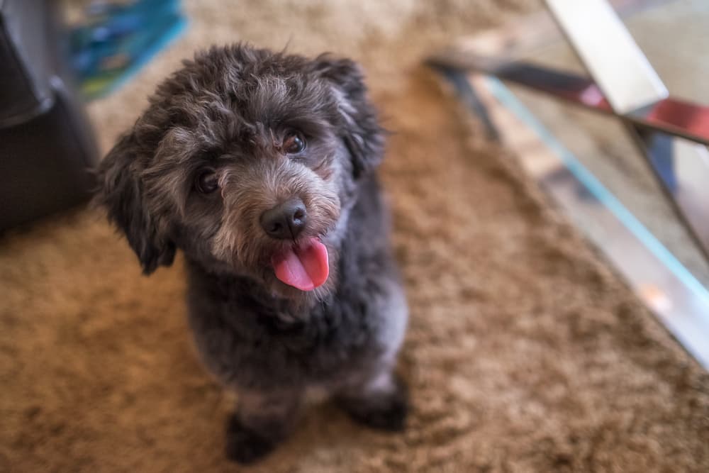 Este cachorrito se parece tanto a un osito de peluche que morirás de ternura