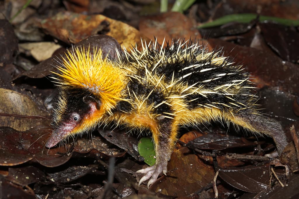 25 de los animales más raros que existen... ¡no parecen de este planeta ...