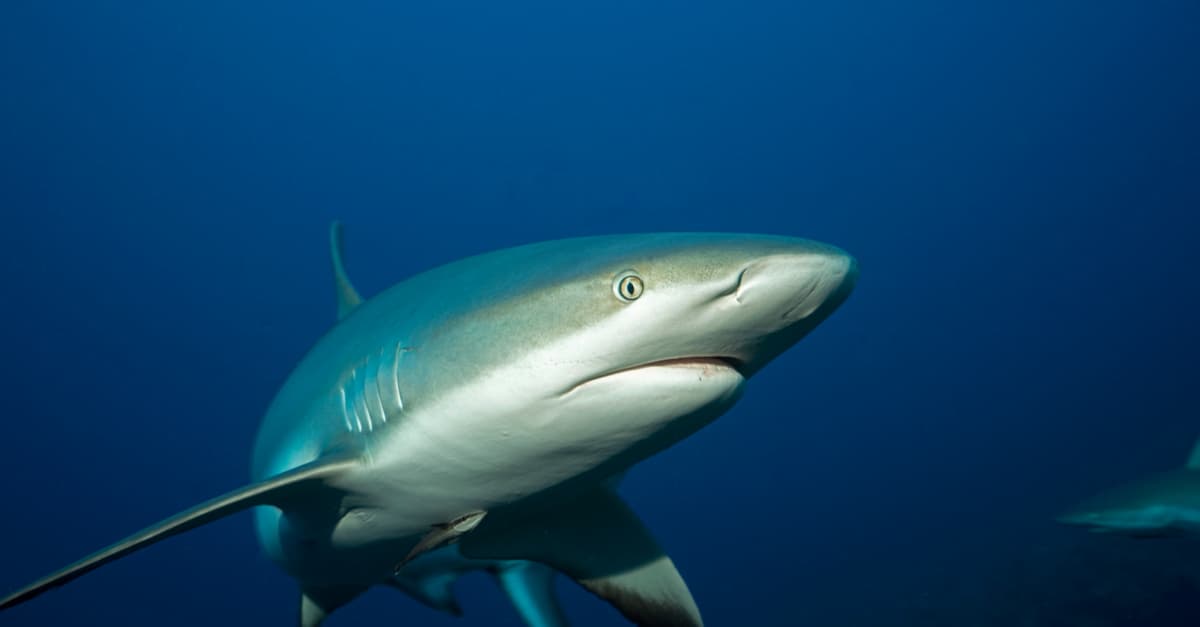 Descubren un animal tan grande y feroz, que es capaz de atacar a un tiburón