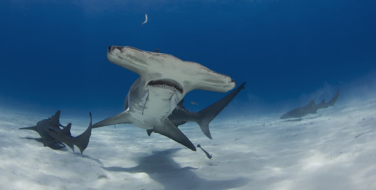 ¿Qué hace un grupo de tiburones dentro de un volcán activo? Los investigadores están asombrados