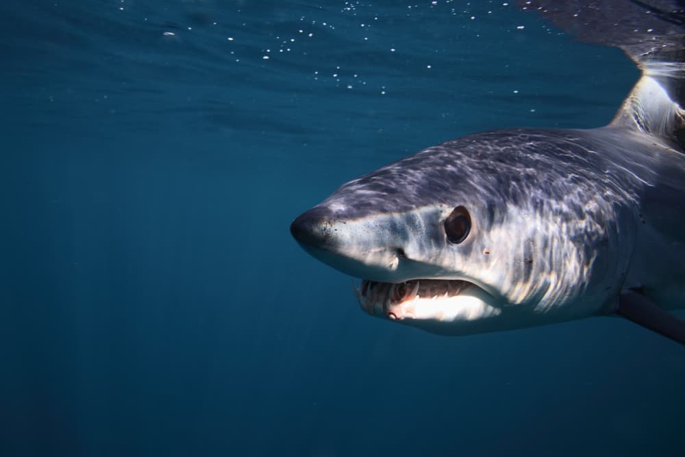 Este es el animal más rápido de todo el océano