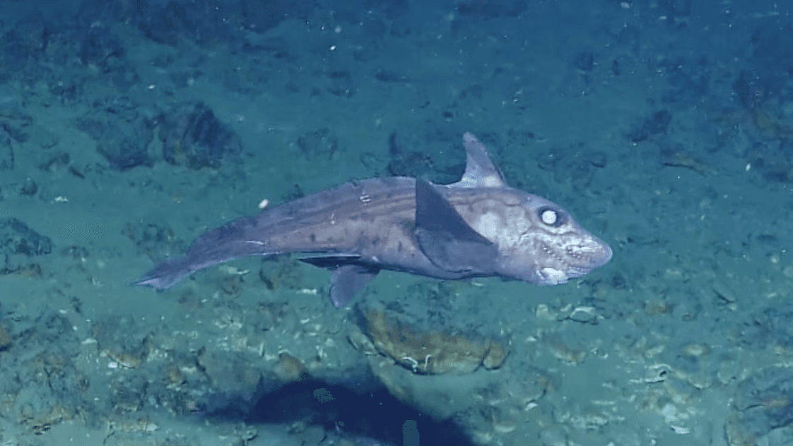 Esta filmación del extraño tiburón fantasma es lo más asombroso que verás hoy