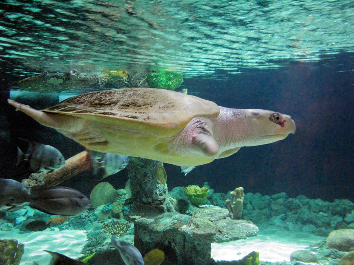 Conoce a Solovino, el perrito que ayuda a las tortugas a llegar al mar